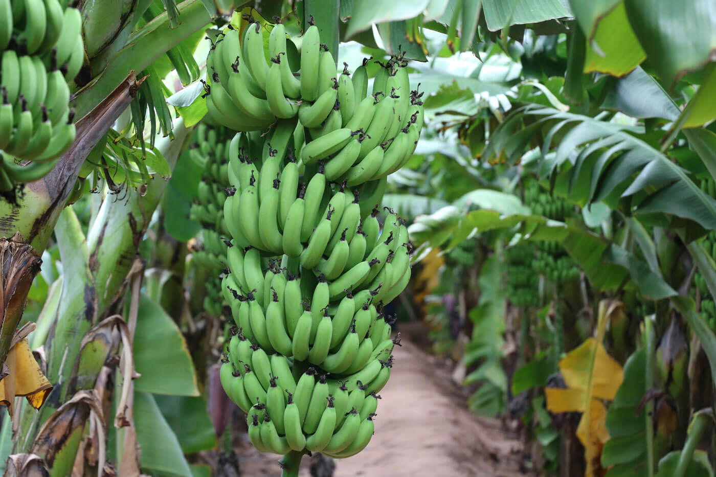 Banana Exporters from India,Madurai,Others,Free Classifieds,Post Free Ads,77traders.com